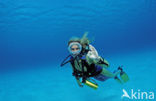 Bonaire National Marine Park