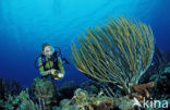 Bonaire National Marine Park