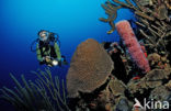 Bonaire National Marine Park