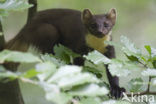 Pine Marten (Martes martes)