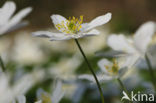 Bosanemoon (Anemone nemorosa)