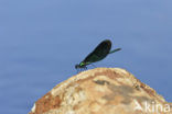 Bosbeekjuffer (Calopteryx virgo) 