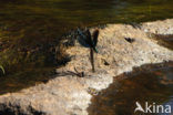 Bosbeekjuffer (Calopteryx virgo) 