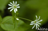 Wood Stitchwort (Stellaria nemorum)