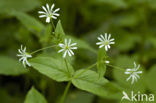 Wood Stitchwort (Stellaria nemorum)