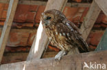 Bosuil (Strix aluco)