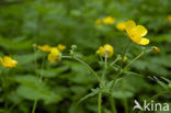 Boterbloem (Ranunculus lanuginosus)