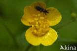 Boterbloem (Ranunculus lanuginosus)