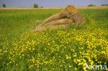 Buttercup (Ranunculus)