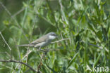 Lesser Whitethroat (Sylvia curruca)