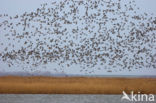 Barnacle Goose (Branta leucopsis)