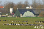 Brandgans (Branta leucopsis)