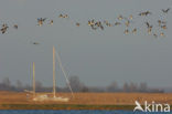 Brandgans (Branta leucopsis)