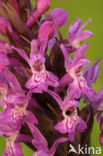 Brede orchis (Dactylorhiza majalis)