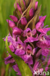 Brede orchis (Dactylorhiza majalis)