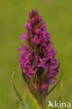 Brede orchis (Dactylorhiza majalis)