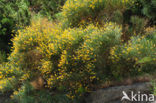 Genista thyrrena