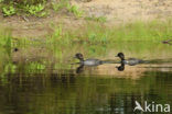 Common Goldeneye (Bucephala clangula)
