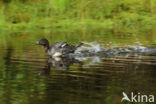 Common Goldeneye (Bucephala clangula)