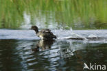 Common Goldeneye (Bucephala clangula)