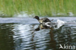 Common Goldeneye (Bucephala clangula)