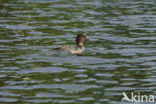 Common Goldeneye (Bucephala clangula)