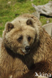 Brown Bear (Ursus arctos)