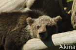 Brown Bear (Ursus arctos)