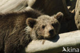 Brown Bear (Ursus arctos)