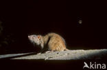 Brown rat (Rattus norvegicus)