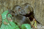 Brown rat (Rattus norvegicus)