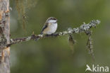 Bruinkopmees (Parus cinctus)