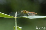 Bruinrode heidelibel (Sympetrum striolatum)