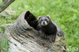 Bunzing (Mustela putorius)