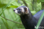 Bunzing (Mustela putorius)