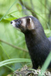 Bunzing (Mustela putorius)