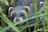 Bunzing (Mustela putorius)