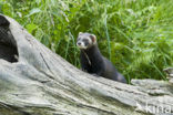 Bunzing (Mustela putorius)