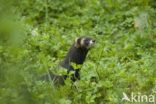 Bunzing (Mustela putorius)