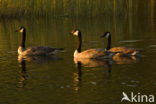 Canada Goose (Branta canadensis)