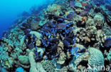 Caribische doktersvis (Acanthurus coeruleus)