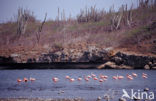 Caribbean Flamingo (Phoenicopterus ruber ruber)