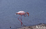 Caribische Flamingo (Phoenicopterus ruber ruber)