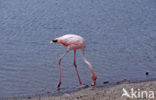 Caribbean Flamingo (Phoenicopterus ruber ruber)