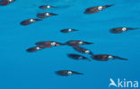 Caribbean reef squid (Sepioteuthis sepioidea)