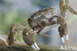 chinese mitten crab (Eriocheir sinensis)