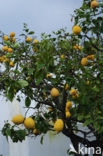 Lemon (Citrus limon)
