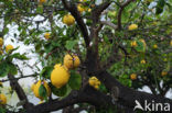 Lemon (Citrus limon)