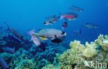 Creole wrasse (Clepticus parrae)