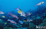 Creole wrasse (Clepticus parrae)